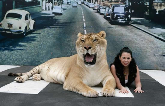 Крупнейшая в мире кошка